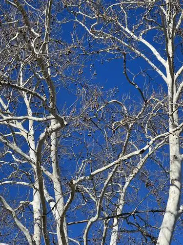 Winter branches against a sky so brilliantly blue.